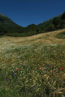 CAMPANIA cilento