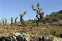 La Spagna leader mondiale della viticultura verde