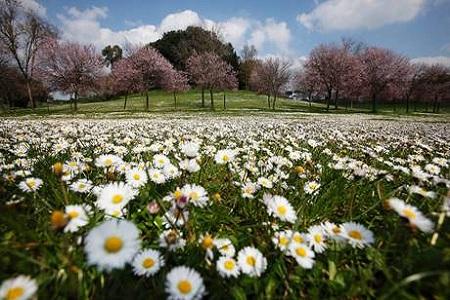 Roma campo di margherite E’ Primavera! Fino a Sabato temperature così 