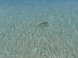 Un cucciolo di squalo a Navini Island Resort