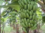 plantas-daninhas-banana
