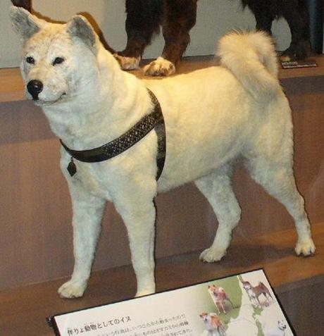 忠犬ハチ公-国立科学博物館剥製