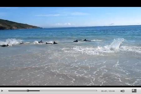 delfini spiaggiano in brasile Brasile, 30 delfini “spiaggiano” record YouTube | VIDEO