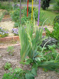 Ma che bell'ORto!! Ma che bell'ORto!!