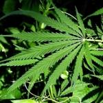 cannabis Lo Stato e (è) l’antistato, verbo o congiunzione ?