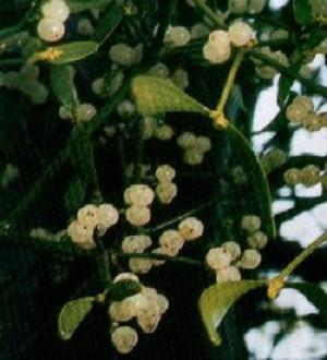 Curiamo le varici: Ma... non dimentichiamoci delle arterie! Foto Curiamo le varici: Ma... non dimentichiamoci delle arterie!