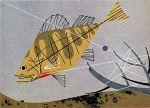Yellow Perch Yellow Perch