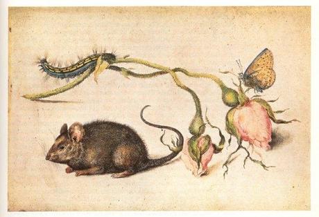 sorcio con bocciolo di rosa e insetti-jan brueghel Feder..caccia..