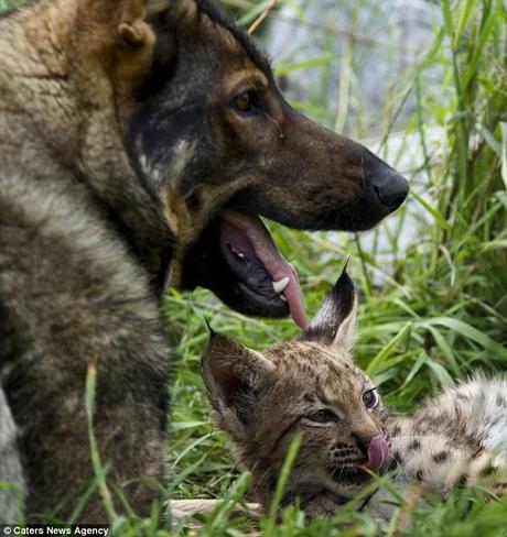 Got è leccato: Lilica è l'insegnamento della Liza cuccioli, Viki e maschile Muro su come badare a se stessi in natura come parte del regime di conservazione