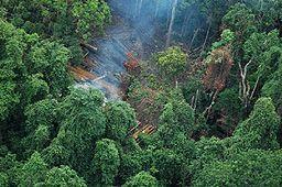 Cambogia: deforestazione da far west (1)