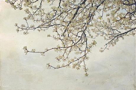 il_570xN_321888331 A PRIMAVERA, VIVERE CON LENTEZZA