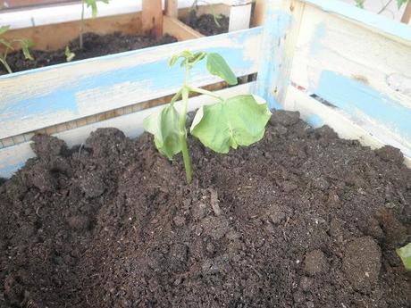 welcome spring! welcome spring!