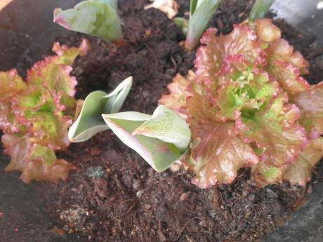 welcome spring! welcome spring!