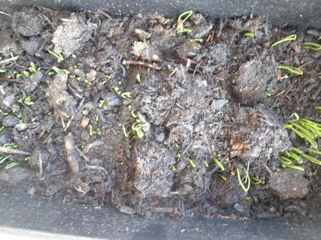 welcome spring! welcome spring!