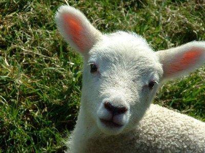 Pasqua: l’eccidio degli innocenti. Perchè non mangiare l’agnello