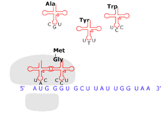 Trascrizione e sintesi proteica