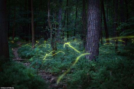 Fireflies