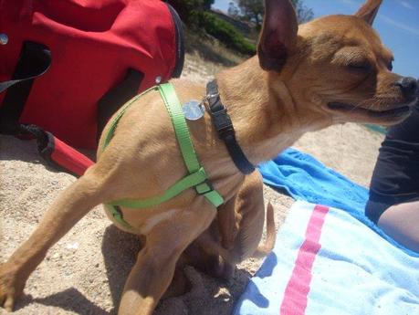 Dog fleas Come combattere le pulci, 10 consigli / 10 tips to fight fleas