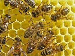 api, miele, impollinazione, alverare