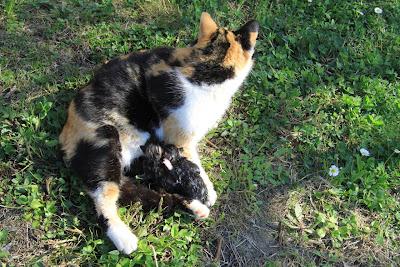 la gattina ha partorito, in giardino! la gattina ha partorito, in giardino!