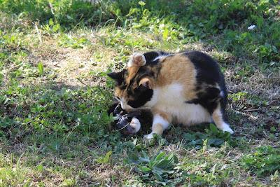 la gattina ha partorito, in giardino! la gattina ha partorito, in giardino!