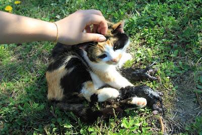 la gattina ha partorito, in giardino! la gattina ha partorito, in giardino!
