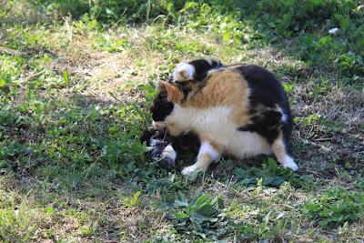 la gattina ha partorito, in giardino! la gattina ha partorito, in giardino!