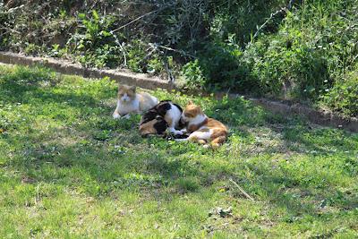 la gattina ha partorito, in giardino! la gattina ha partorito, in giardino!