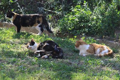 la gattina ha partorito, in giardino! la gattina ha partorito, in giardino!
