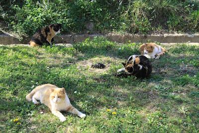 la gattina ha partorito, in giardino! la gattina ha partorito, in giardino!