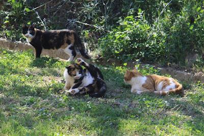 la gattina ha partorito, in giardino! la gattina ha partorito, in giardino!