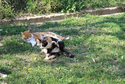 la gattina ha partorito, in giardino! la gattina ha partorito, in giardino!