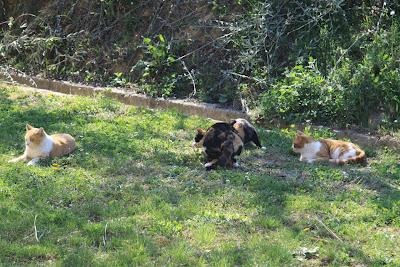 la gattina ha partorito, in giardino! la gattina ha partorito, in giardino!