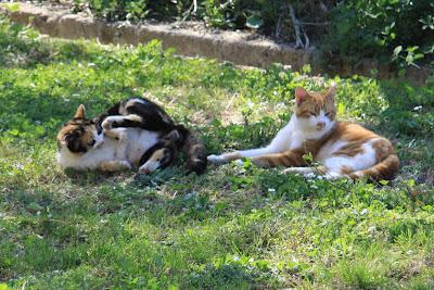 la gattina ha partorito, in giardino! la gattina ha partorito, in giardino!