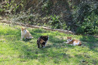 la gattina ha partorito, in giardino! la gattina ha partorito, in giardino!