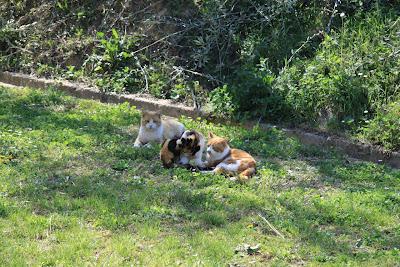 la gattina ha partorito, in giardino! la gattina ha partorito, in giardino!