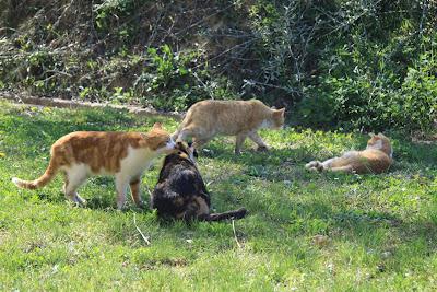 la gattina ha partorito, in giardino! la gattina ha partorito, in giardino!