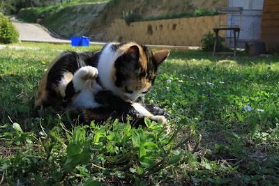 la gattina ha partorito, in giardino! la gattina ha partorito, in giardino!