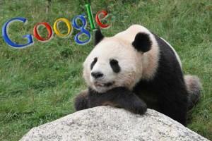 Google Panda come funziona, la fortuna e rovina del web