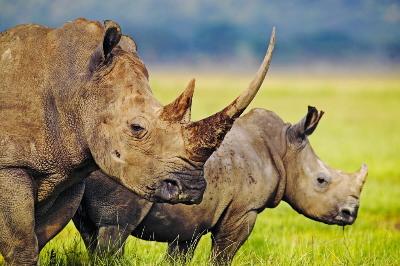 Avaaz – Salviamo il rinoceronte firma anche tu la petizione!