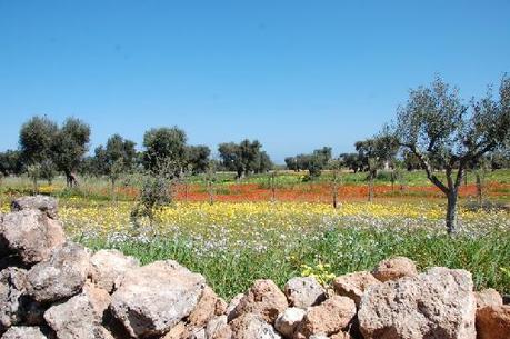 BIOL, rassegna annuale sull’olio e.v.o.biologico: la Puglia produce circa il 50% del prodotto nazionale