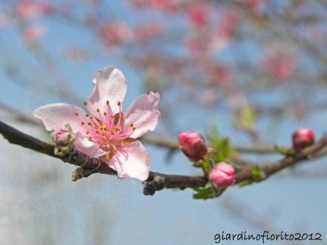 Primavera d’intorno…