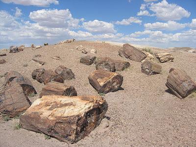 Foresta fossile, riportare la natura del tutto o parzialmente, all'aspetto che presentava milioni di anni fa.