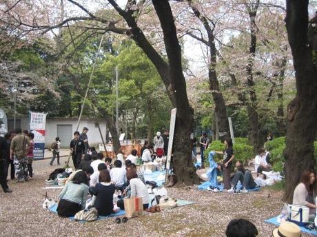 img 6037 Hanami 2012