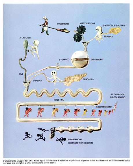 Il viaggio degli alimenti nel corpo umano