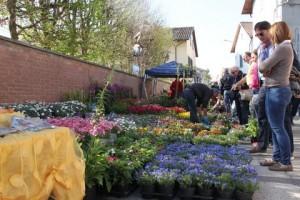 frascaro in fiore bancarella frascaro in fiore bancarella