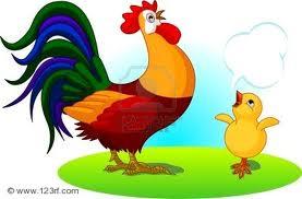 Da pulcino a gallo Da pulcino a gallo