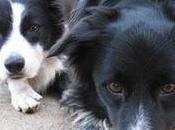 storia bonnie clyde, collie guida cane cieco