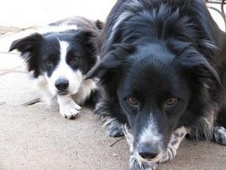 LA STORIA DI BONNIE E CLYDE, IL COLLIE CHE FA DA GUIDA AL CANE CIECO