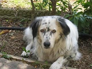 TRA L'INCIVILTA' E LA CIVILTA' ... UN CANE RANDAGIO PREGA!